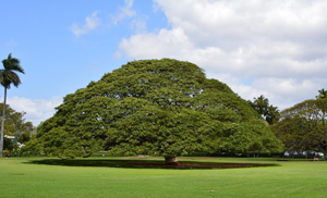 モアナルアガーデン